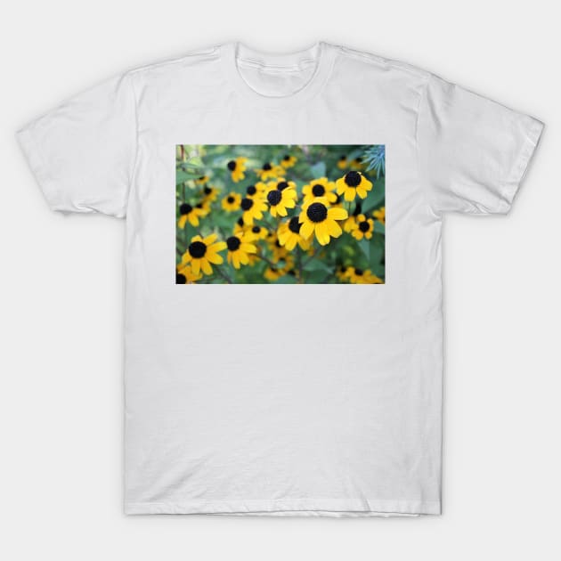 Black-eyed Susan T-Shirt by Rob Johnson Photography